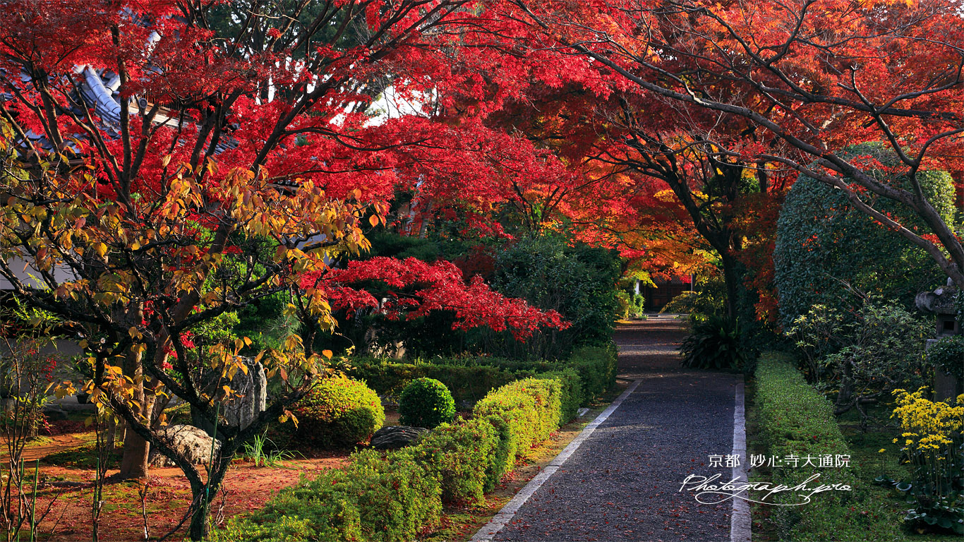 大通院 紅葉の参道 壁紙