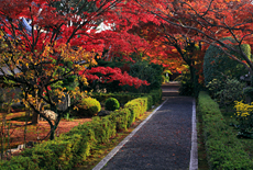大通院