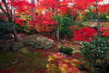 妙心寺大法院露地庭園の紅葉