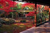 妙心寺大法院 紅葉の路地庭の腰掛待合