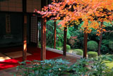 妙心寺桂春院 紅葉と書院