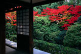 妙心寺桂春院 方丈から思惟の庭の紅葉