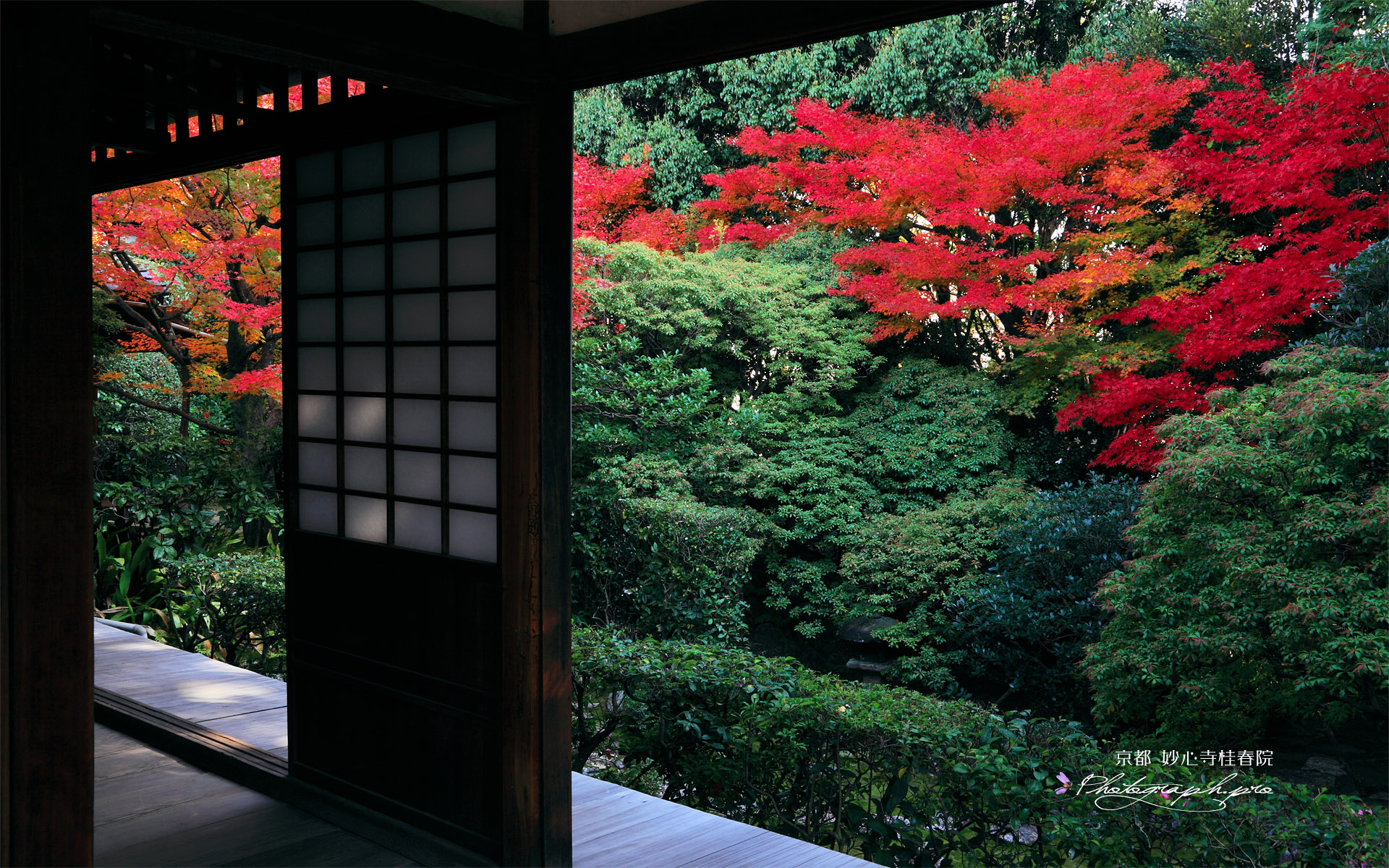 妙心寺桂春院 方丈から思惟の庭の紅葉