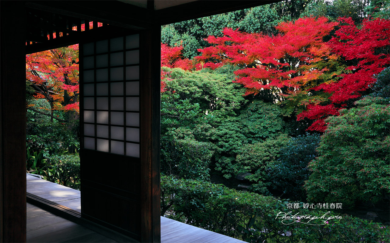 妙心寺桂春院 方丈から思惟の庭の紅葉 壁紙