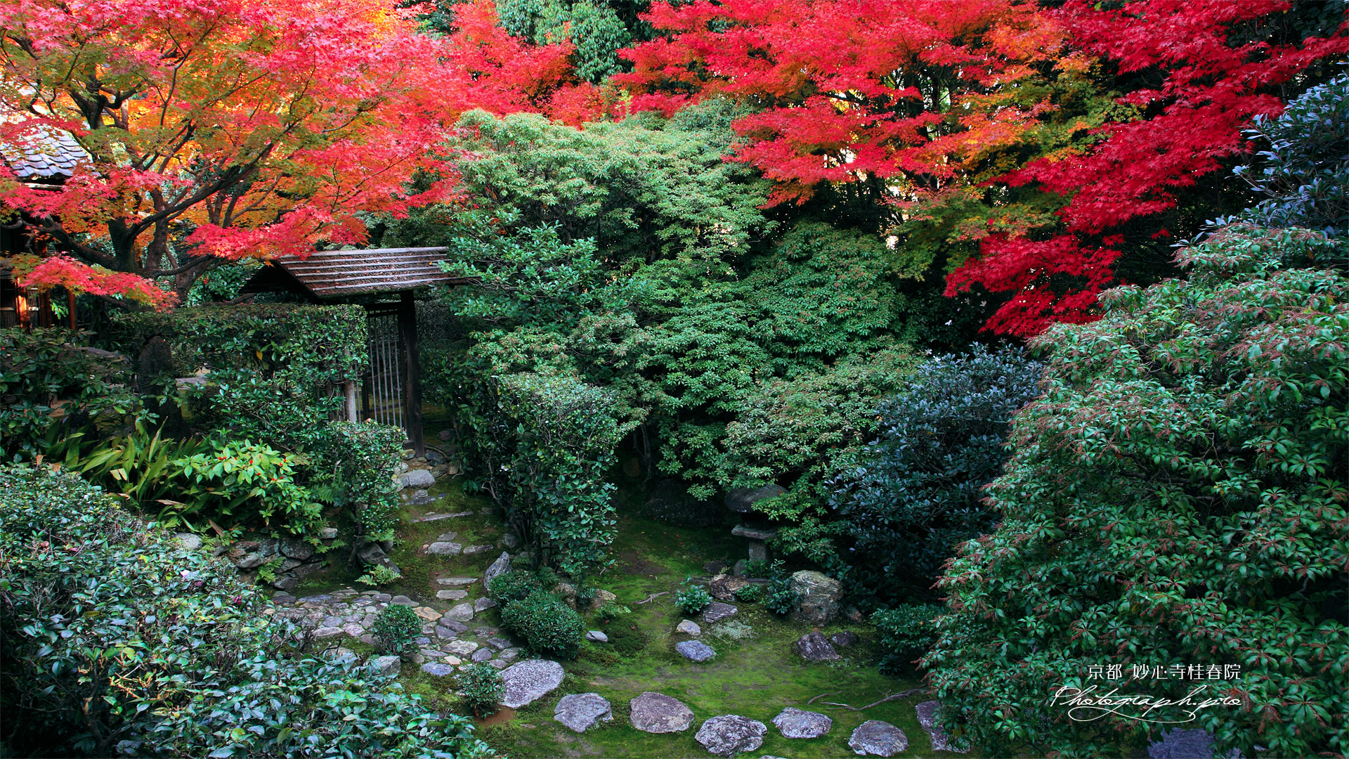 妙心寺桂春院 紅葉の思惟の庭