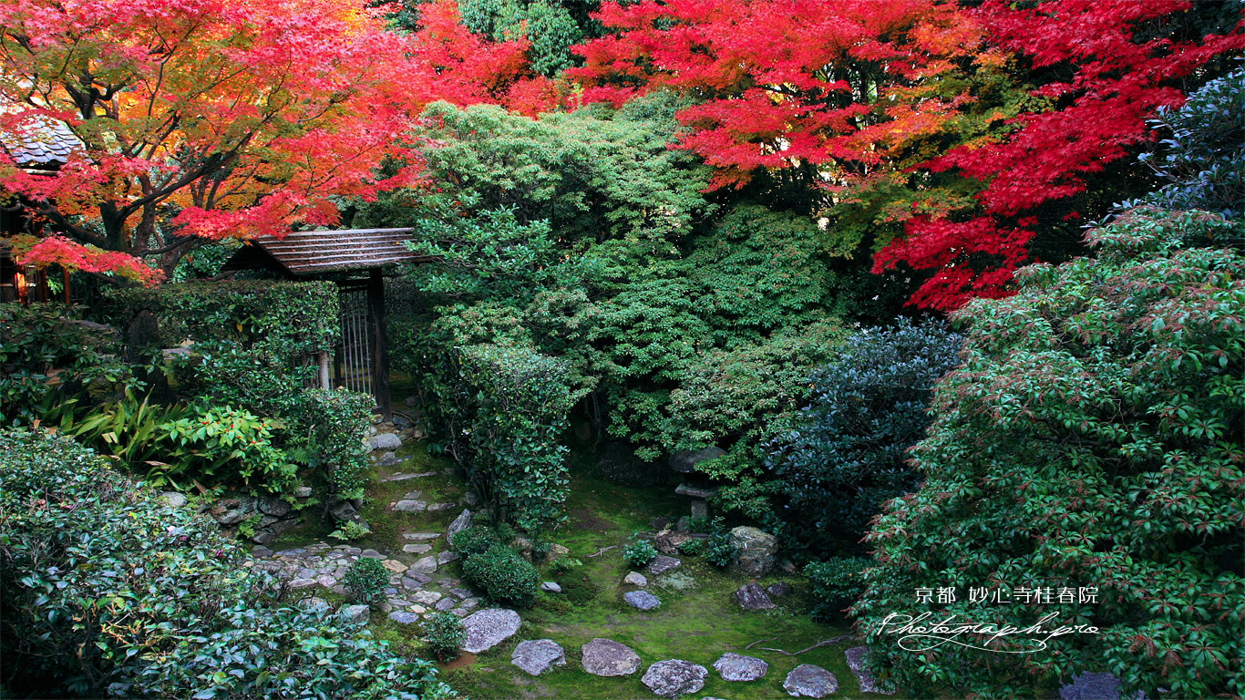 妙心寺桂春院 紅葉の思惟の庭 壁紙