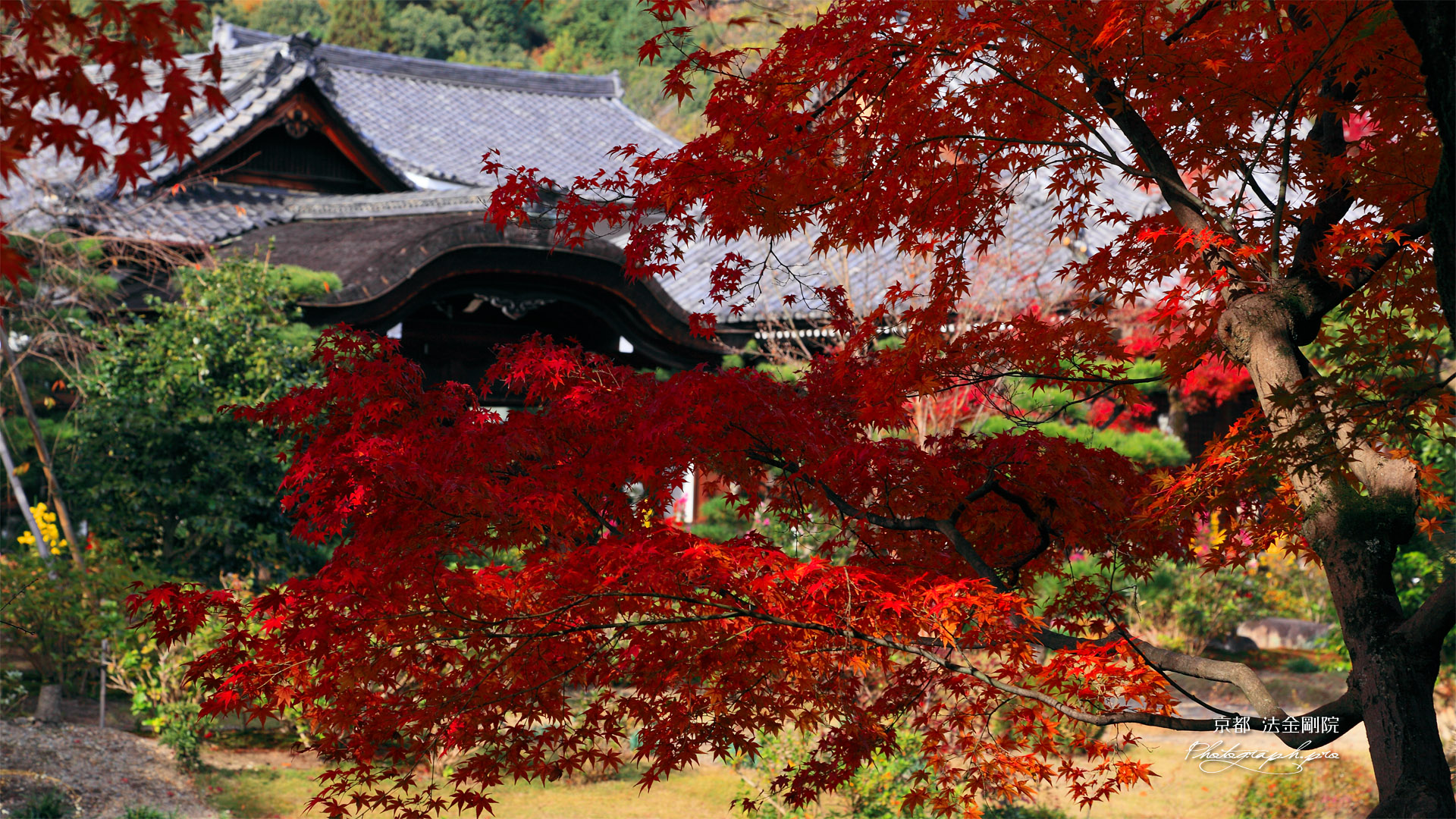 紅葉越しの法金剛院