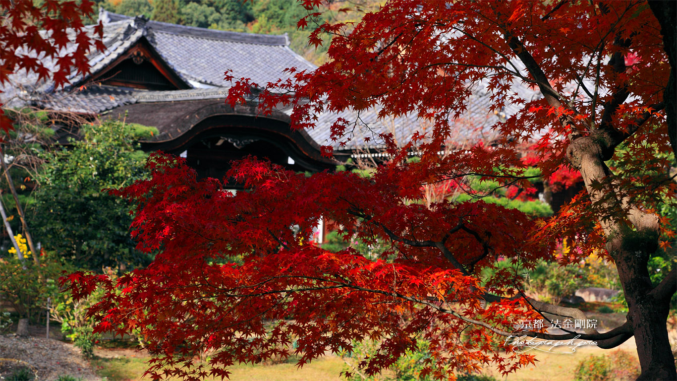 紅葉越しの法金剛院 壁紙