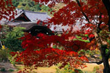 紅葉越しの法金剛院