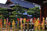 法金剛院 嵯峨菊と庫裡