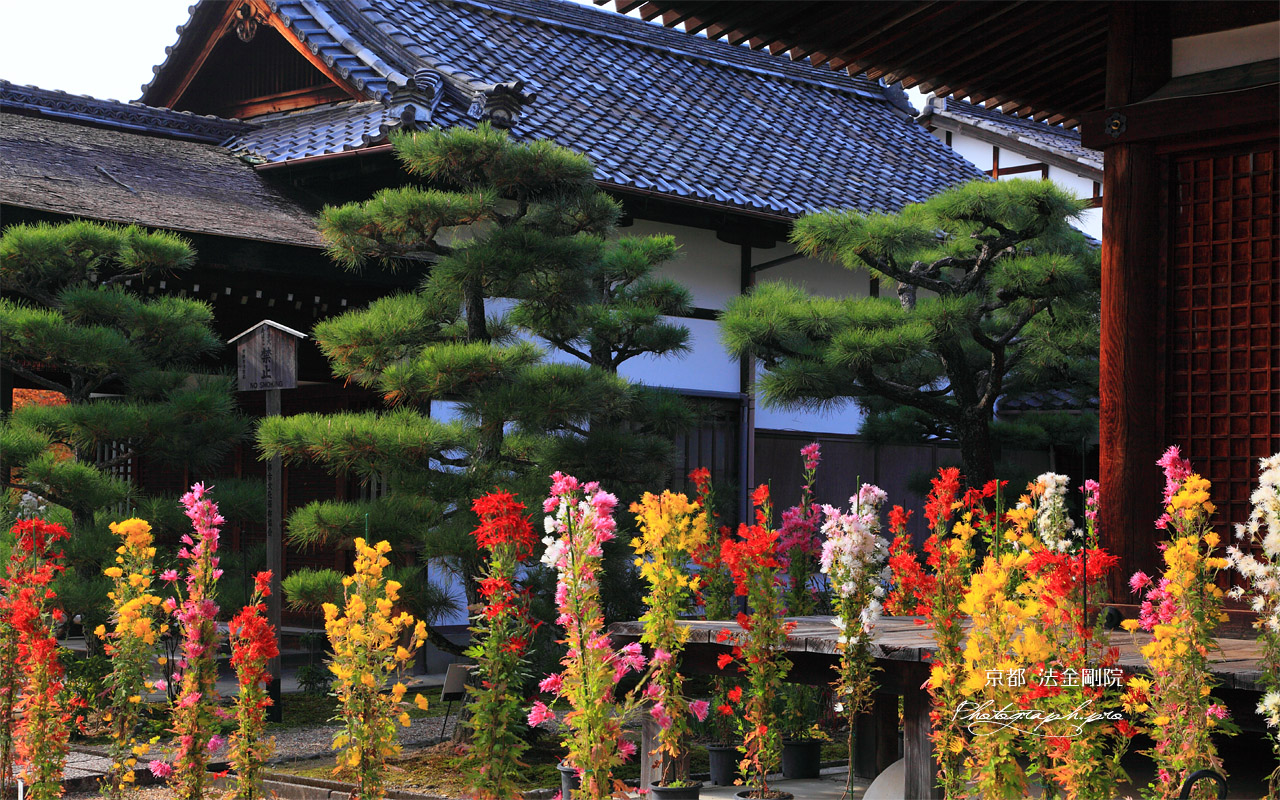 法金剛院 嵯峨菊と庫裡 壁紙