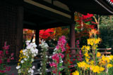 法金剛院 嵯峨菊と紅葉