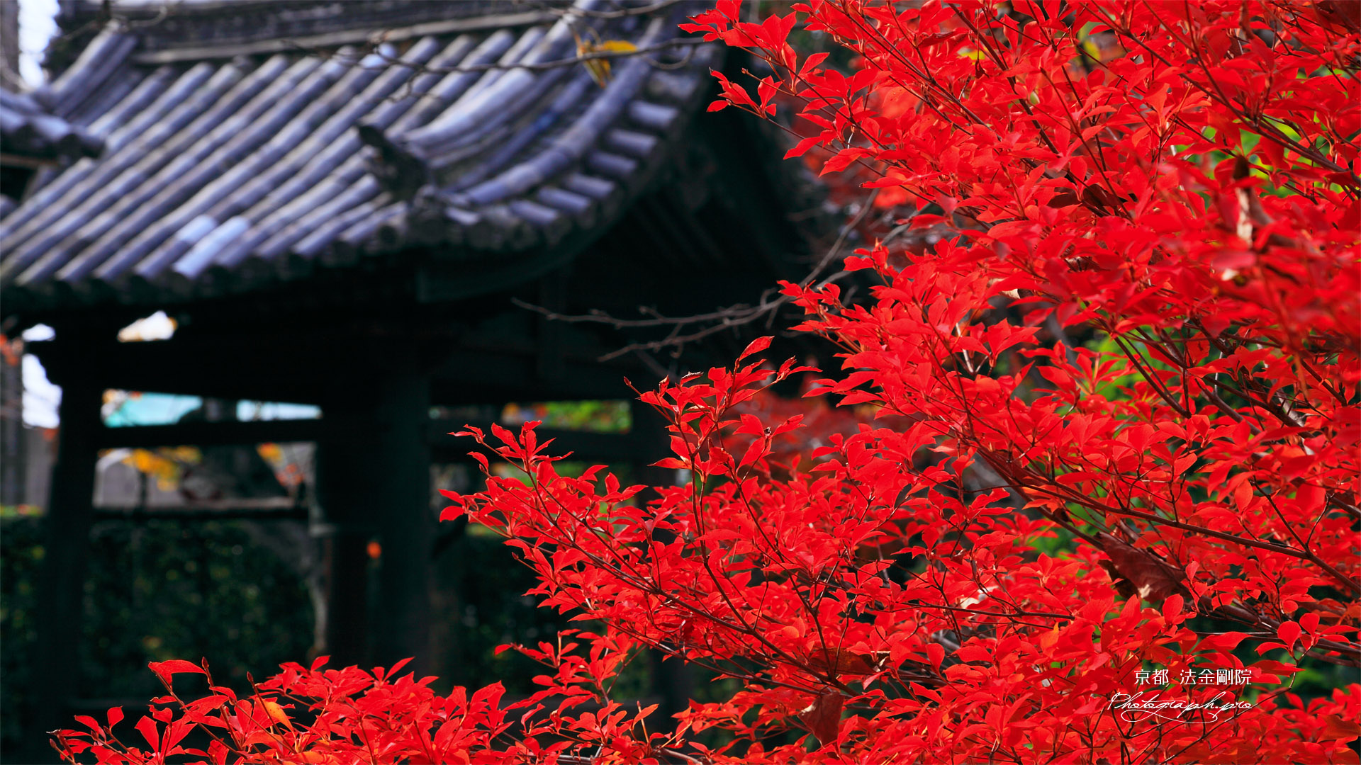 法金剛院 ドウダンツツジの紅葉