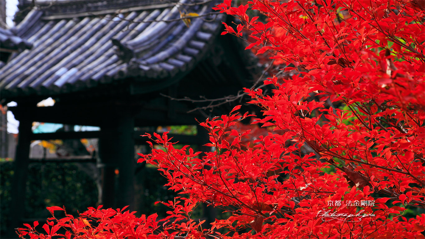 法金剛院 ドウダンツツジの紅葉 壁紙