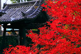 法金剛院 ドウダンツツジの紅葉