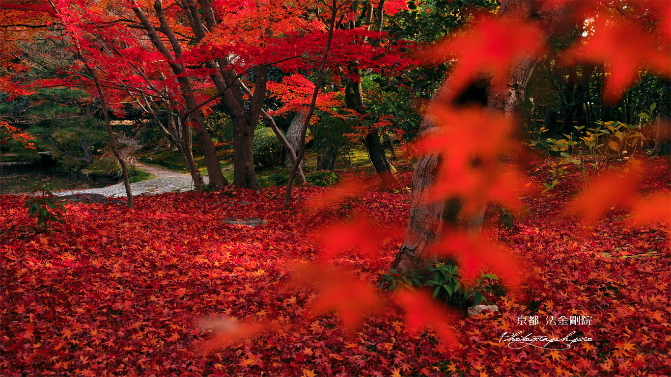 法金剛院庭園の紅葉 壁紙