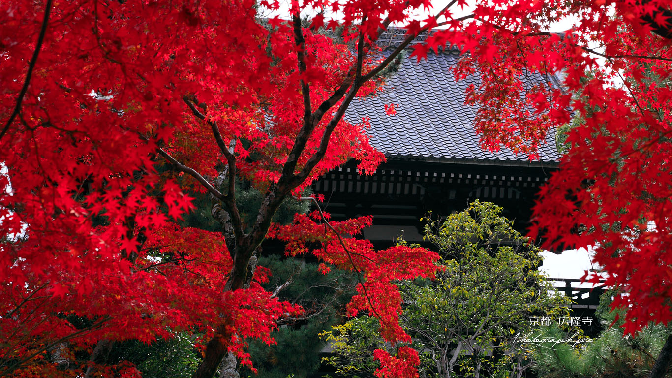 紅葉越しの広隆寺南大門 壁紙