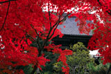紅葉越しの広隆寺南大門