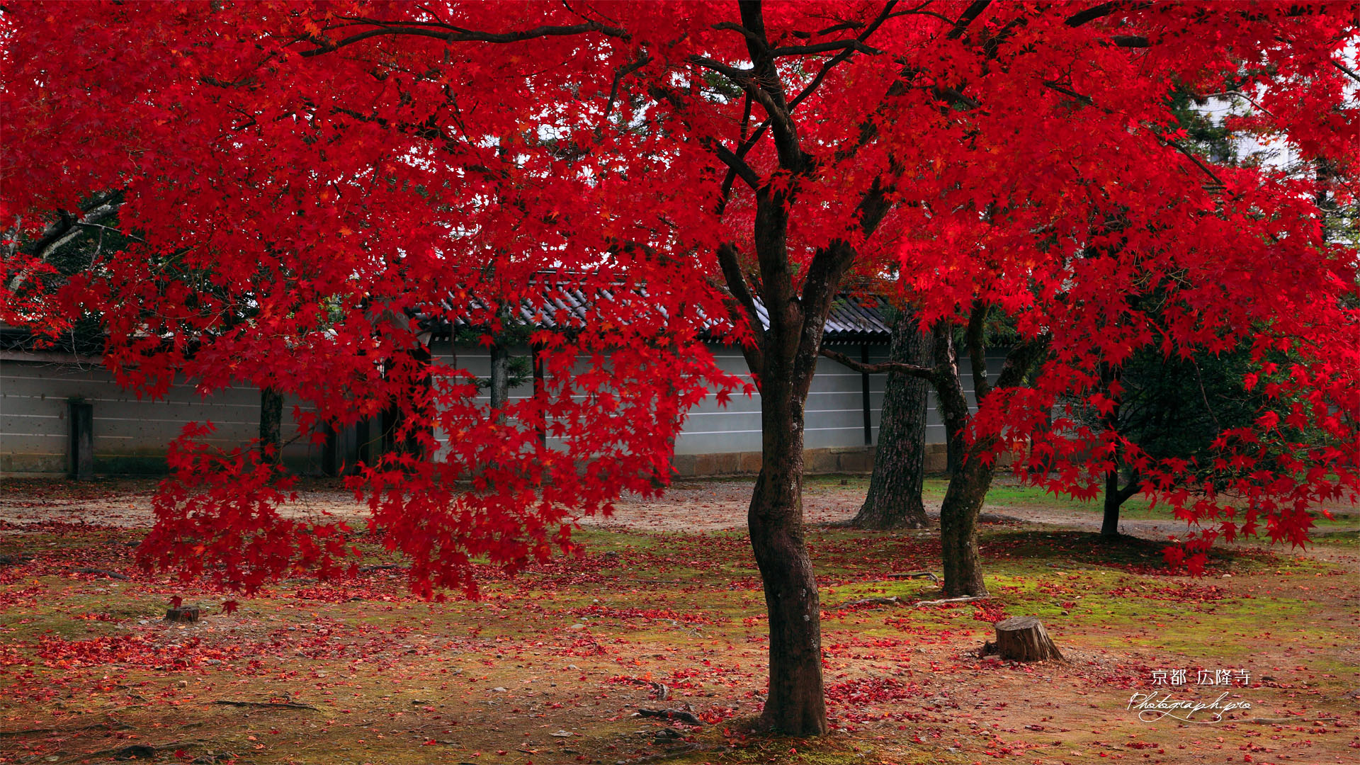 広隆寺講堂前の紅葉