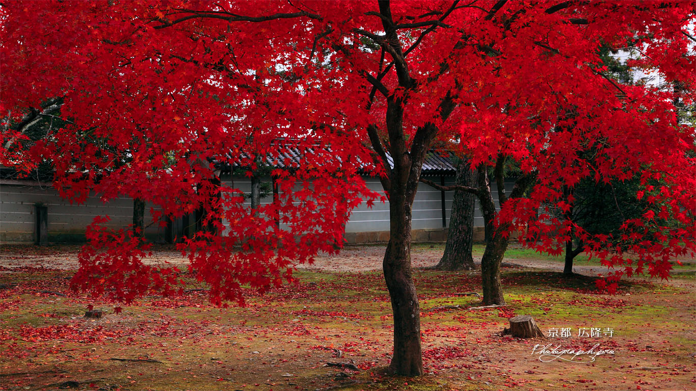 広隆寺講堂前の紅葉 壁紙