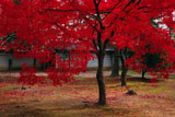 広隆寺講堂前の紅葉