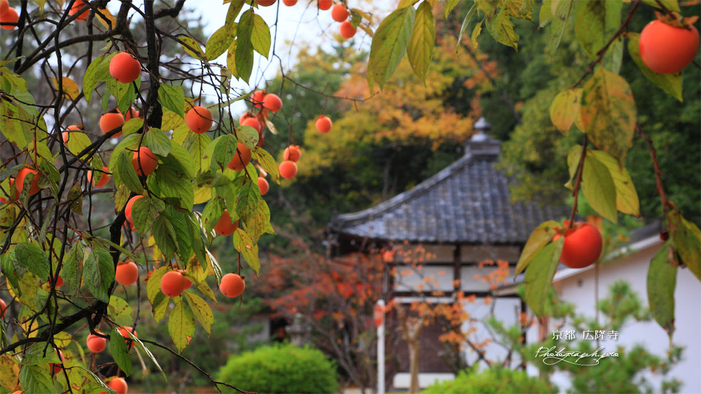柿と広隆寺地蔵堂 壁紙
