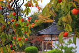 柿と広隆寺地蔵堂