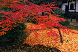 広隆寺上宮王院裏庭の紅葉