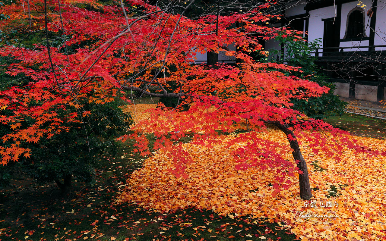 広隆寺上宮王院裏庭の紅葉 壁紙