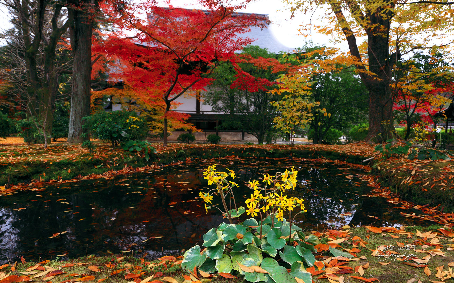 ツワブキと広隆寺上宮王院