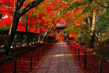 京都光明寺 もみじ参道の紅葉