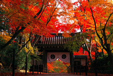 京都光明寺