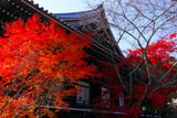 京都光明寺 紅葉の御影堂