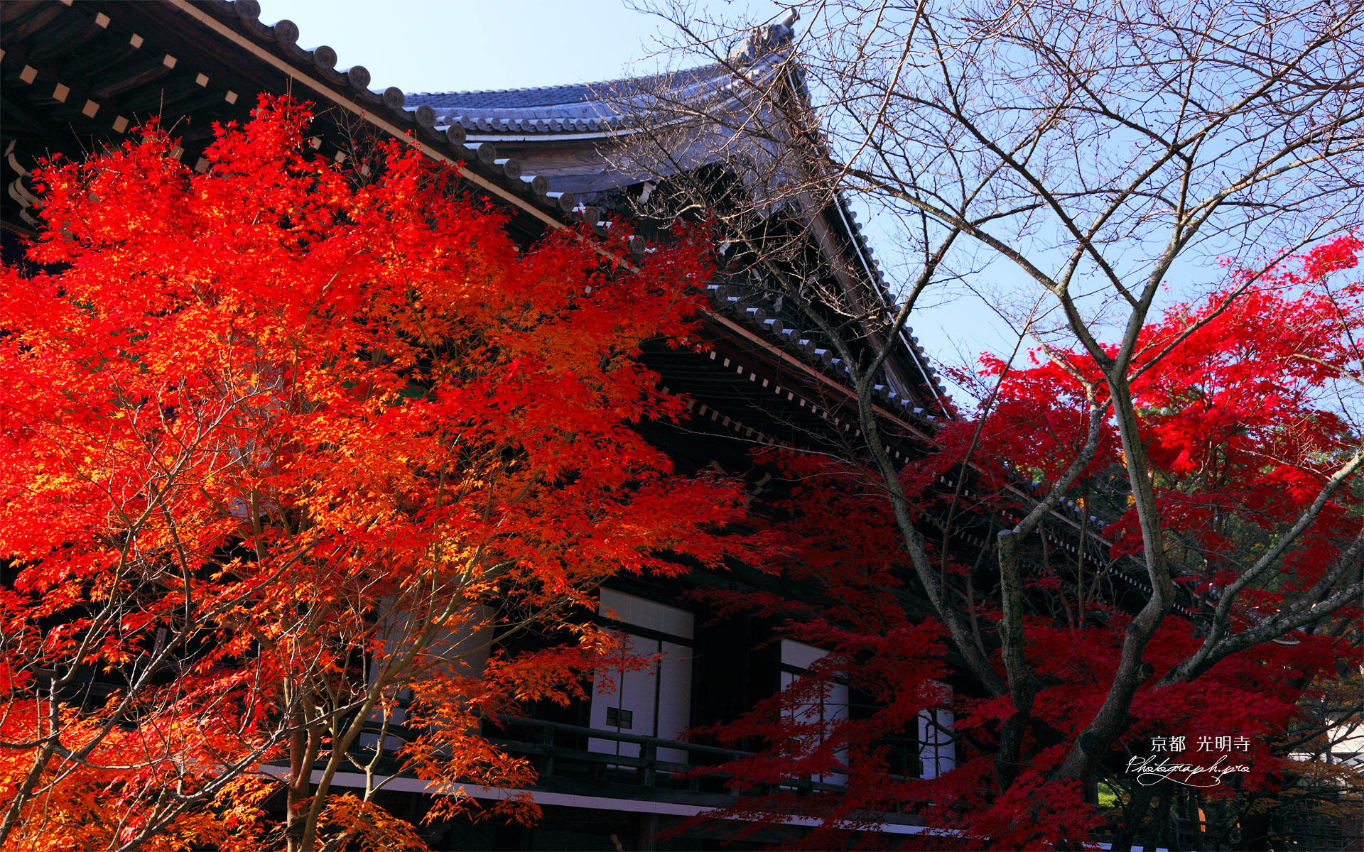 京都光明寺 紅葉の御影堂
