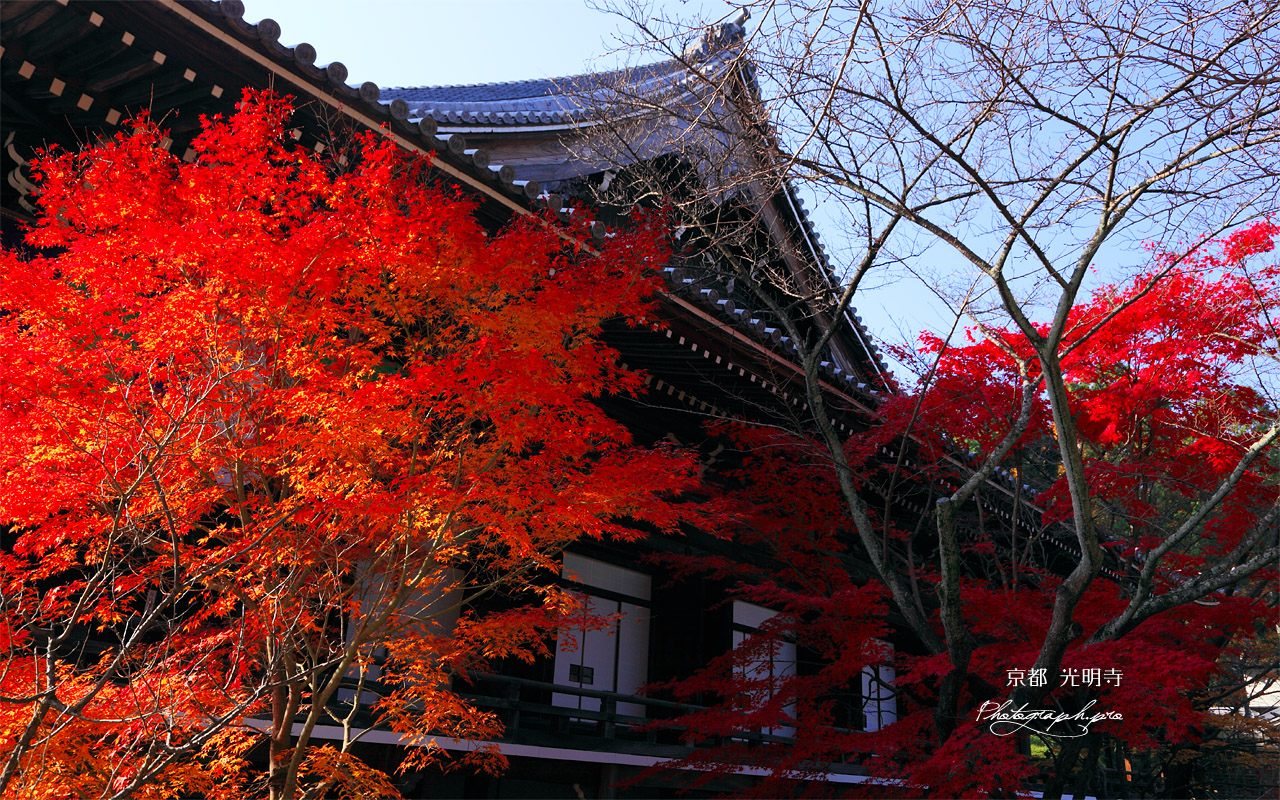 京都光明寺 紅葉の御影堂 壁紙