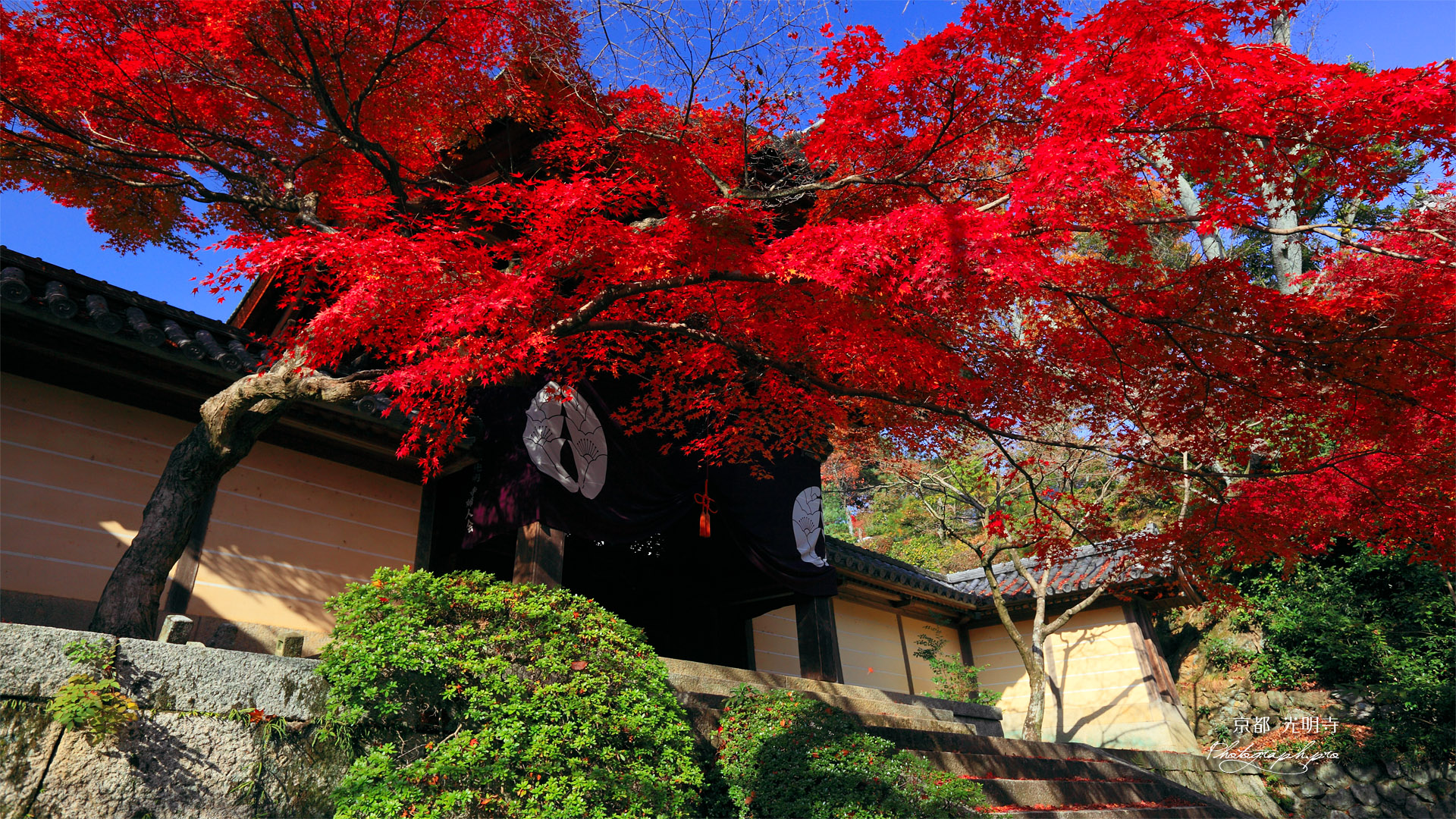 京都光明寺 勅使門前の紅葉