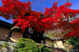 京都光明寺 勅使門前の紅葉