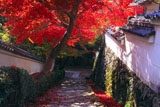 京都勝持寺 紅葉の参道