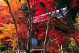 京都勝持寺 紅葉の不動堂