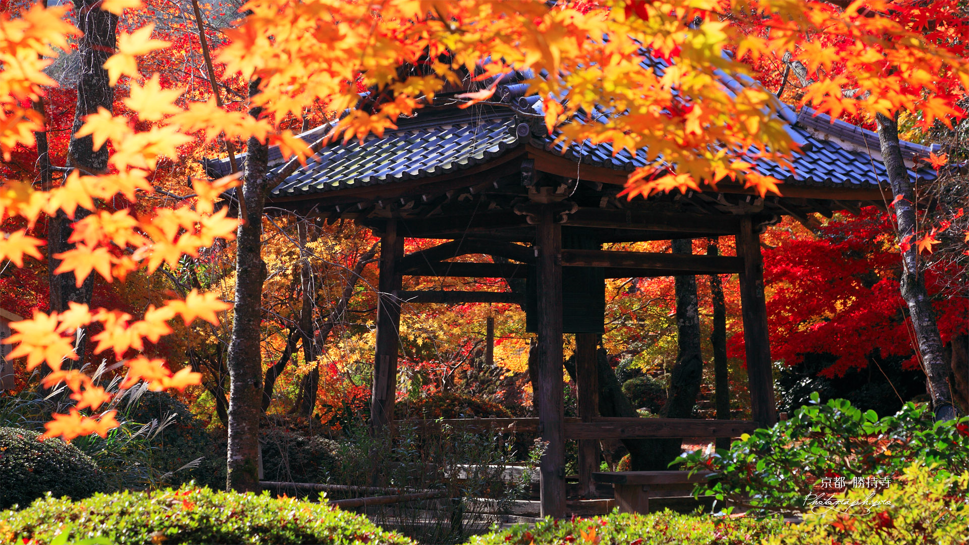 京都勝持寺 紅葉の鐘楼