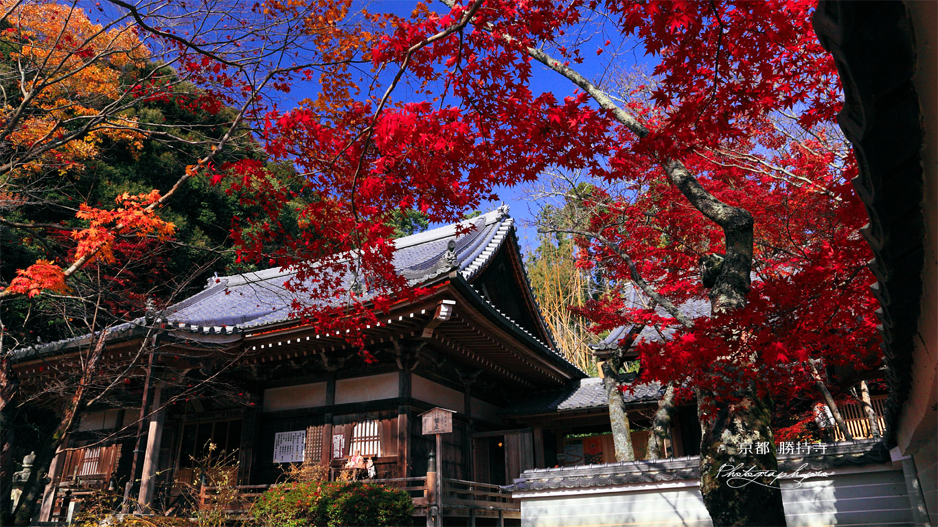 京都勝持寺 紅葉の本堂 壁紙