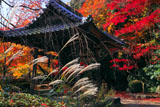 京都勝持寺 ススキと紅葉の鐘楼