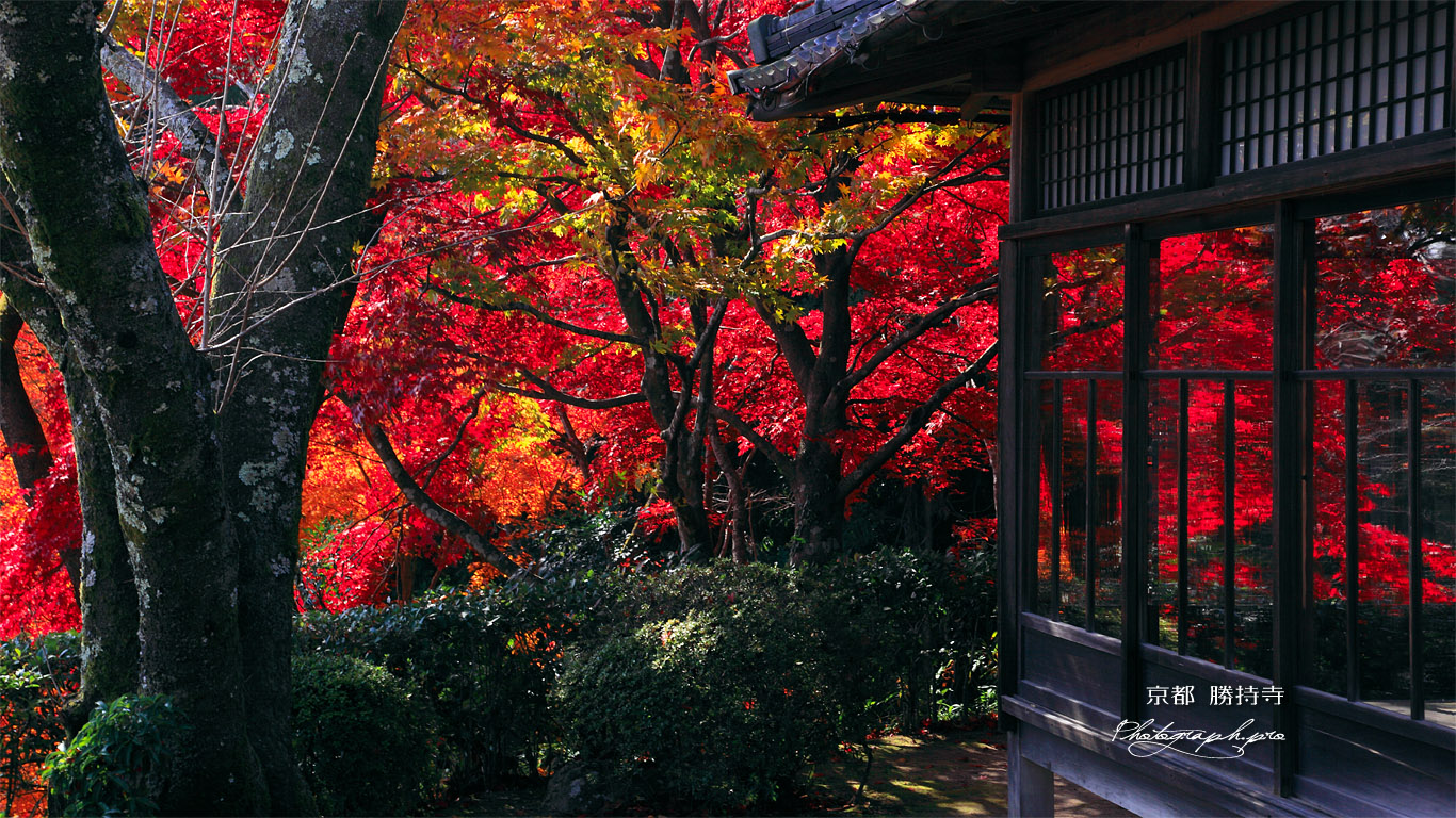 京都勝持寺 紅葉の高遠閣 壁紙