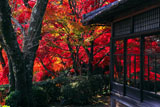 京都勝持寺 紅葉の高遠閣