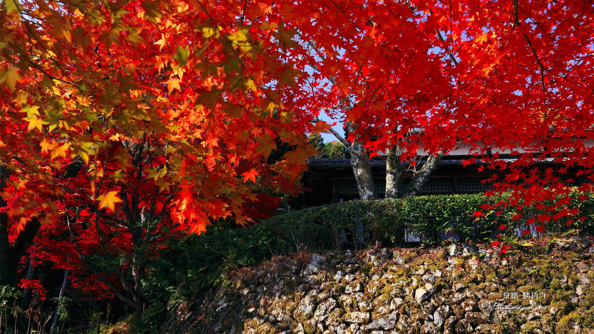 京都勝持寺 紅葉の桜ヶ丘