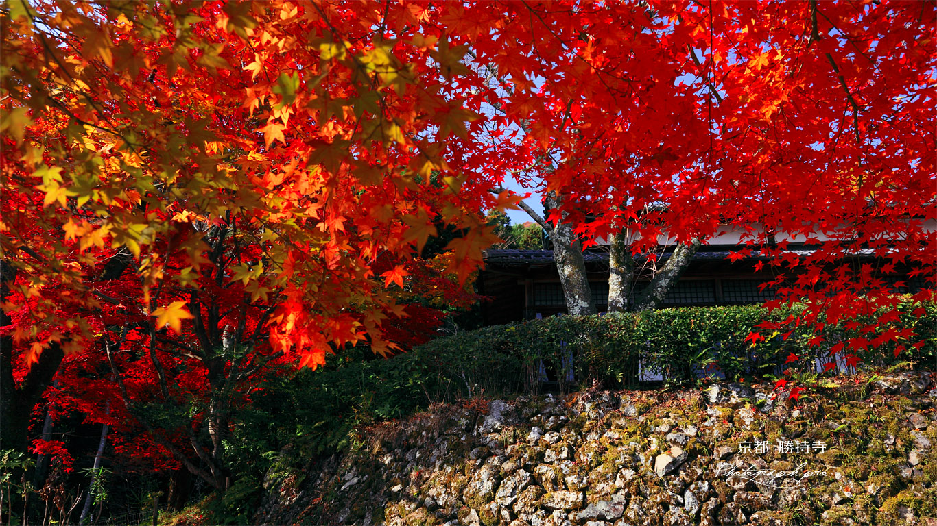 京都勝持寺 紅葉の桜ヶ丘 壁紙