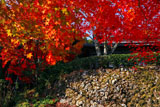 京都勝持寺 紅葉の桜ヶ丘