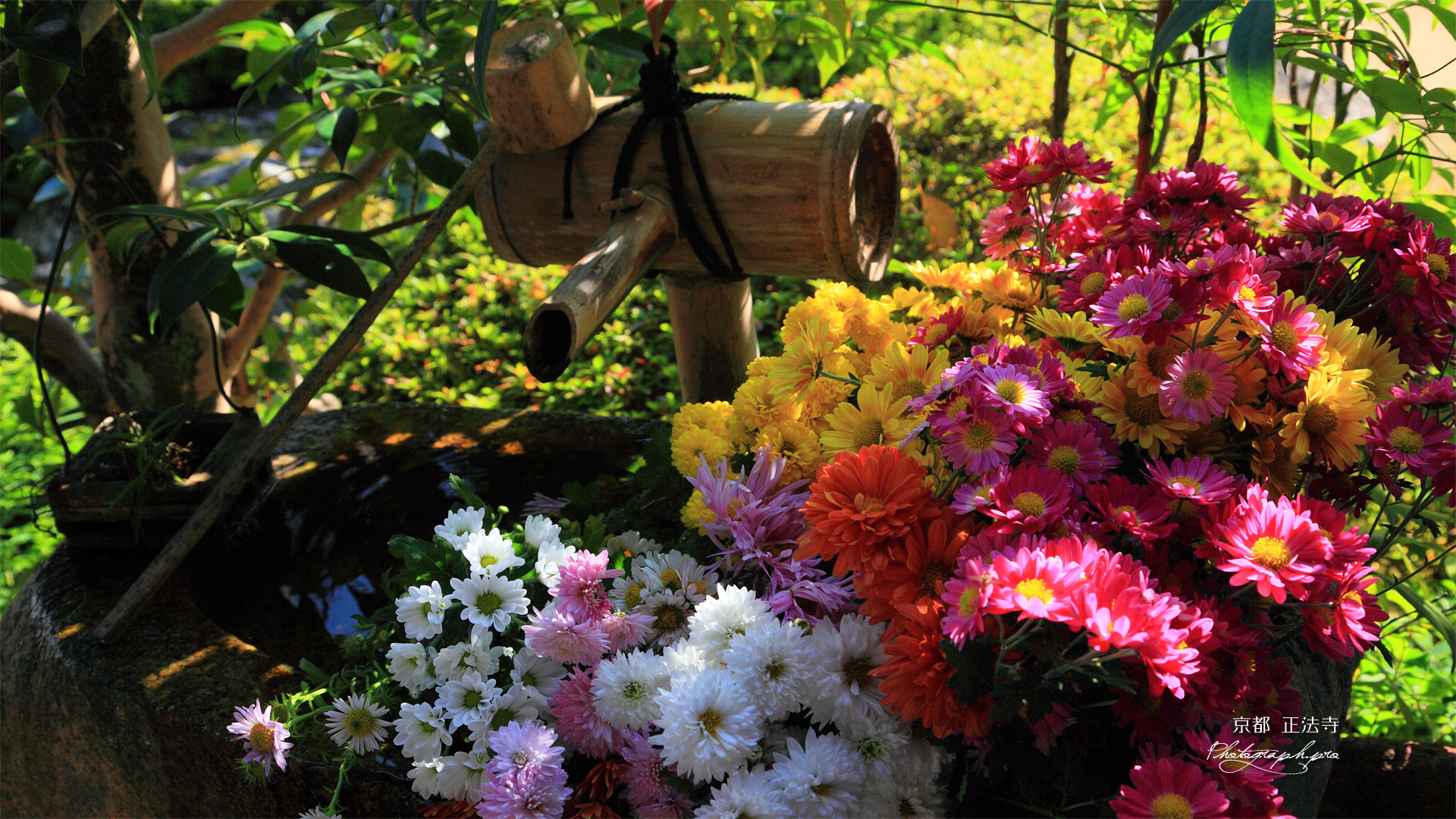 京都正法寺 手水鉢の菊花