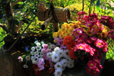 京都正法寺 手水鉢の菊花