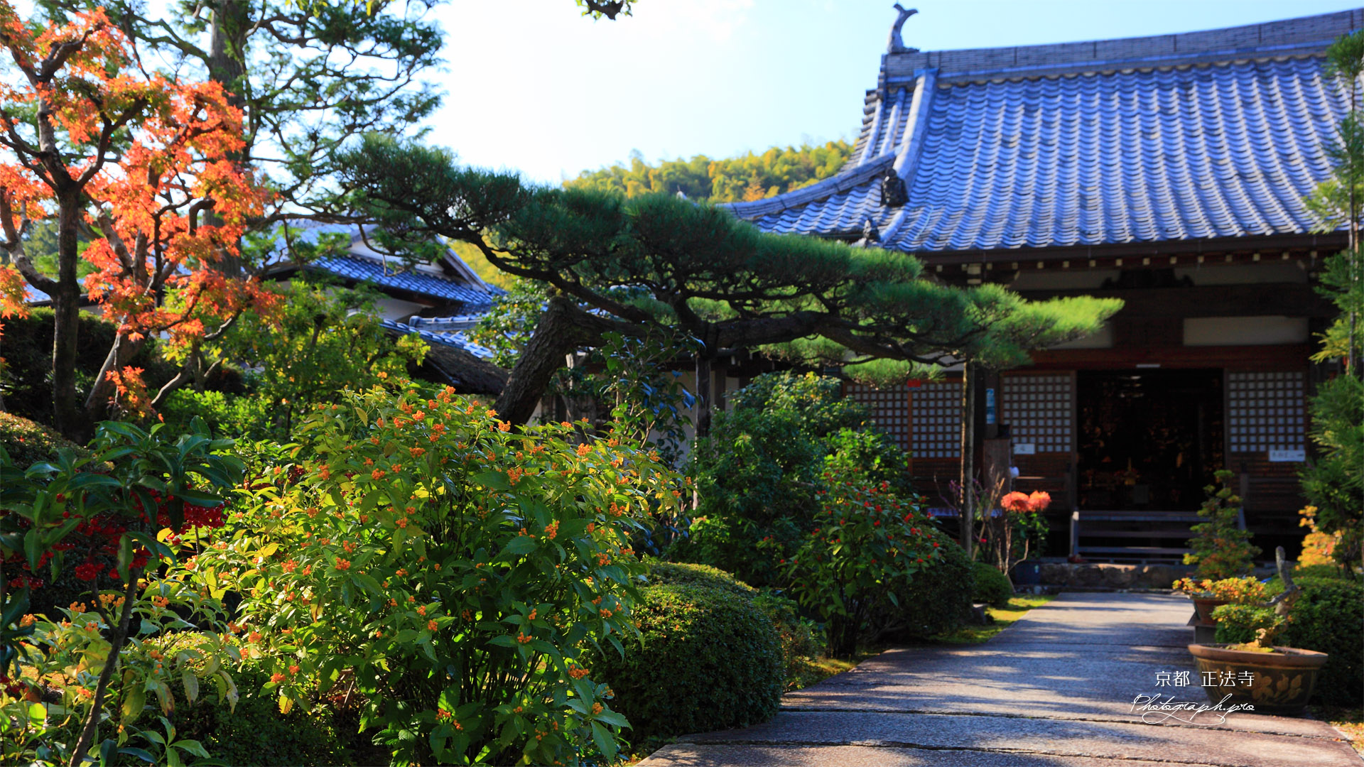 京都正法寺 センリョウと本堂